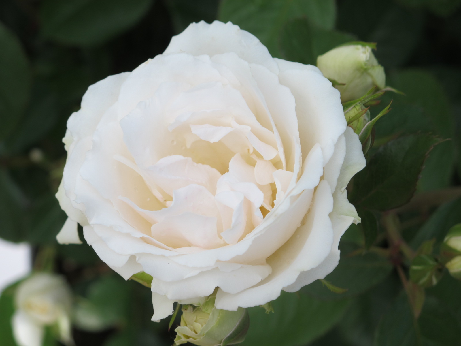 Rosa 'Princess of Wales' -R-